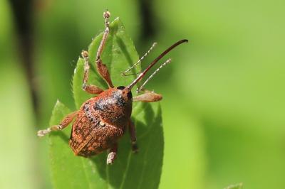 <i>Curculio glandium</i>