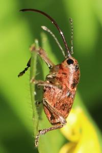 <i>Curculio glandium</i>