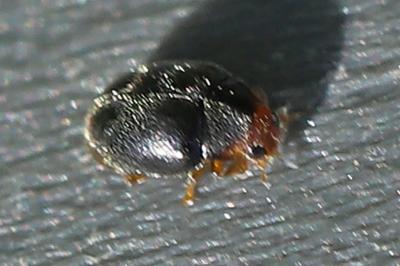 <i>Scymnus</i>