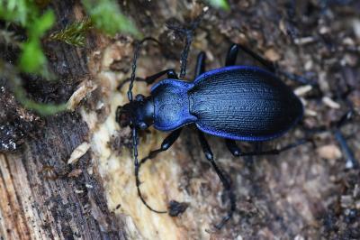 <i>Carabus problematicus</i>
