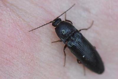 <i>Melanotus villosus</i>