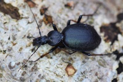 <i>Cychrus attenuatus</i>