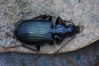 <i>Platynus assimilis</i>