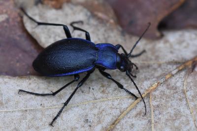 <i>Carabus problematicus</i>