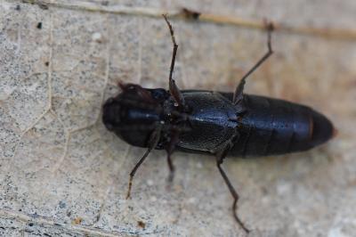 <i>Melanotus villosus</i>