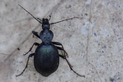 <i>Cychrus attenuatus</i>