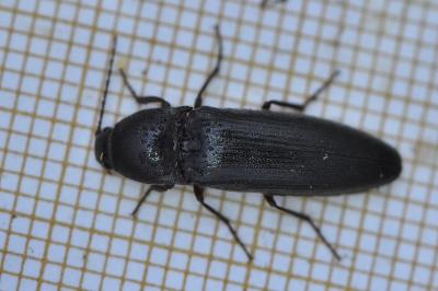 <i>Melanotus villosus</i>