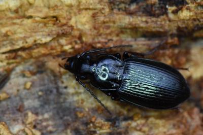 Pterostichus oblongopunctatus