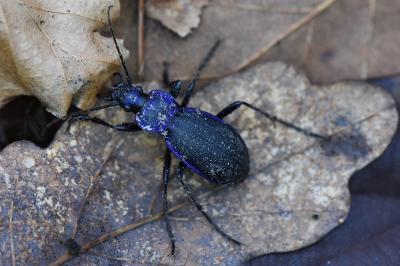<i>Carabus problematicus</i>