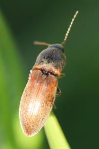 <i>Agriotes</i>