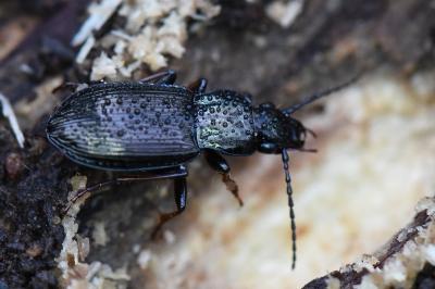 <i>Pterostichus oblongopunctatus</i>