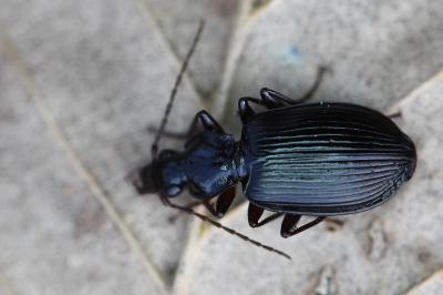 <i>Platynus assimilis</i>
