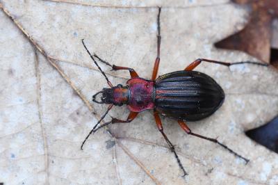 <i>Carabus auronitens</i>