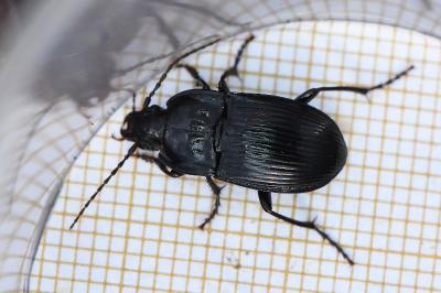 <i>Abax ovalis</i>