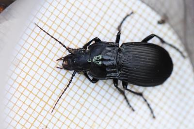 <i>Abax parallelepipedus</i>
