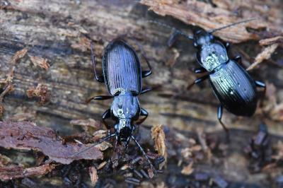 <i>Pterostichus oblongopunctatus</i>