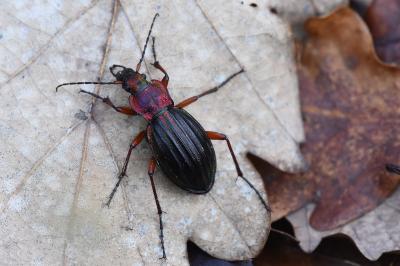 <i>Carabus auronitens</i>