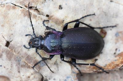 <i>Carabus nemoralis</i>