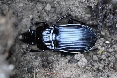 <i>Abax parallelepipedus</i>