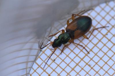 <i>Anchomenus dorsalis</i>