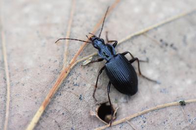 Platynus assimilis