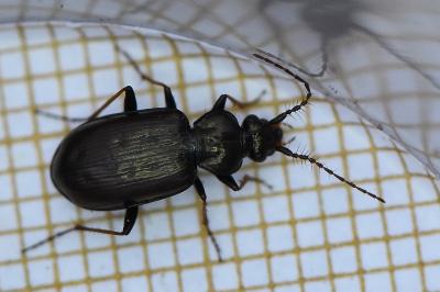 <i>Loricera pilicornis</i>