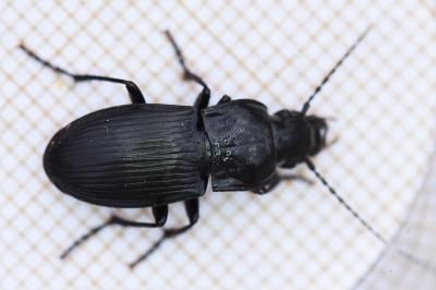 <i>Abax parallelus</i>