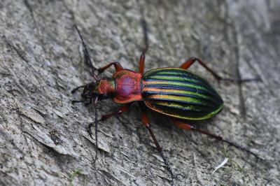 <i>Carabus auronitens</i>