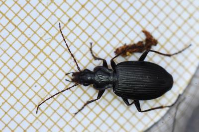 <i>Platynus assimilis</i>