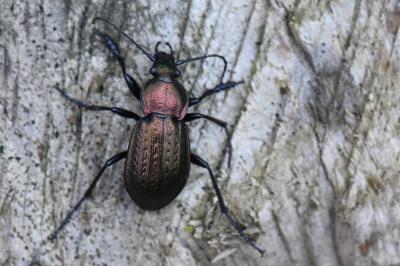 <i>Carabus arvensis</i>