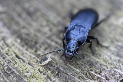<i>Abax parallelus</i>