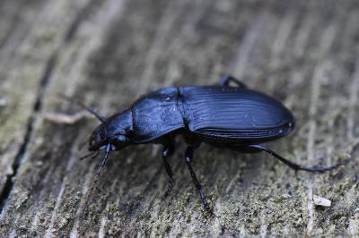 <i>Abax parallelus</i>