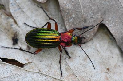 <i>Carabus auronitens</i>