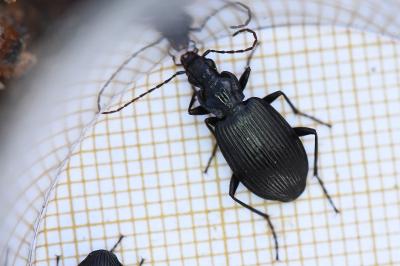 <i>Platynus assimilis</i>