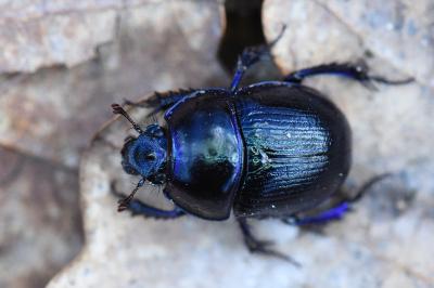 <i>Anoplotrupes stercorosus</i>