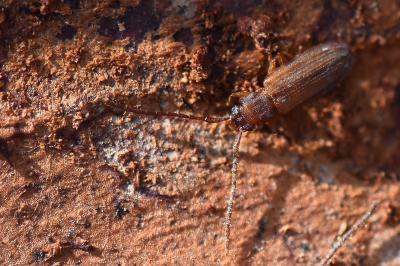 Uleiota planatus