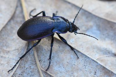 <i>Carabus nemoralis</i>