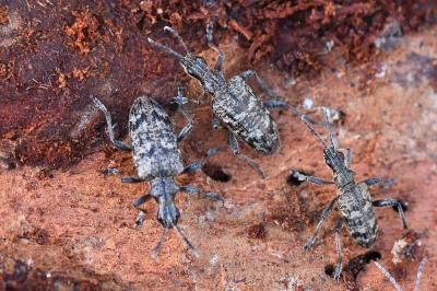 <i>Rhagium inquisitor</i>