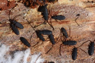 <i>Uleiota planatus</i>