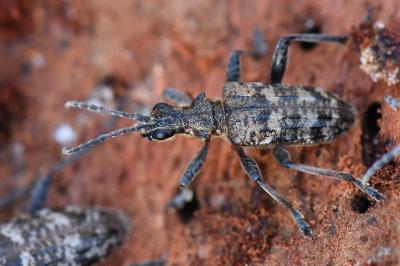 <i>Rhagium inquisitor</i>