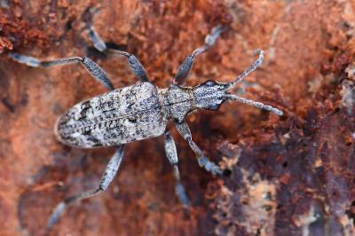 <i>Rhagium inquisitor</i>