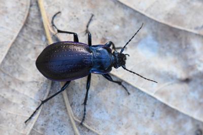 Carabus nemoralis