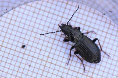 <i>Pterostichus oblongopunctatus</i>
