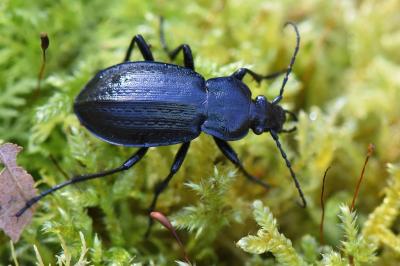 <i>Carabus arvensis</i>
