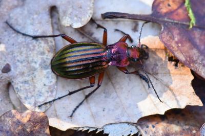 <i>Carabus auronitens</i>