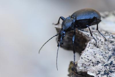 <i>Cychrus caraboides</i>