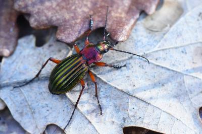 <i>Carabus auronitens</i>