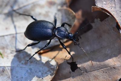 <i>Cychrus caraboides</i>