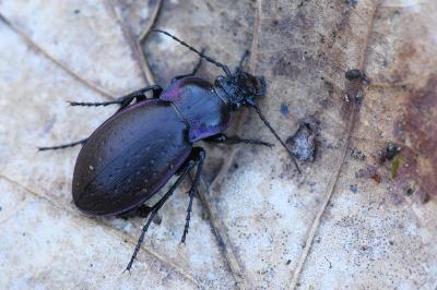 <i>Carabus nemoralis</i>
