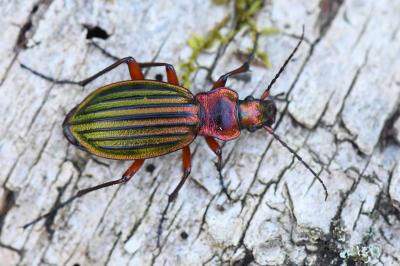 <i>Carabus auronitens</i>